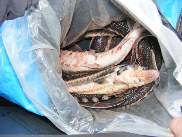 Polițiștii au confiscat 18 kg de pește specia sturion