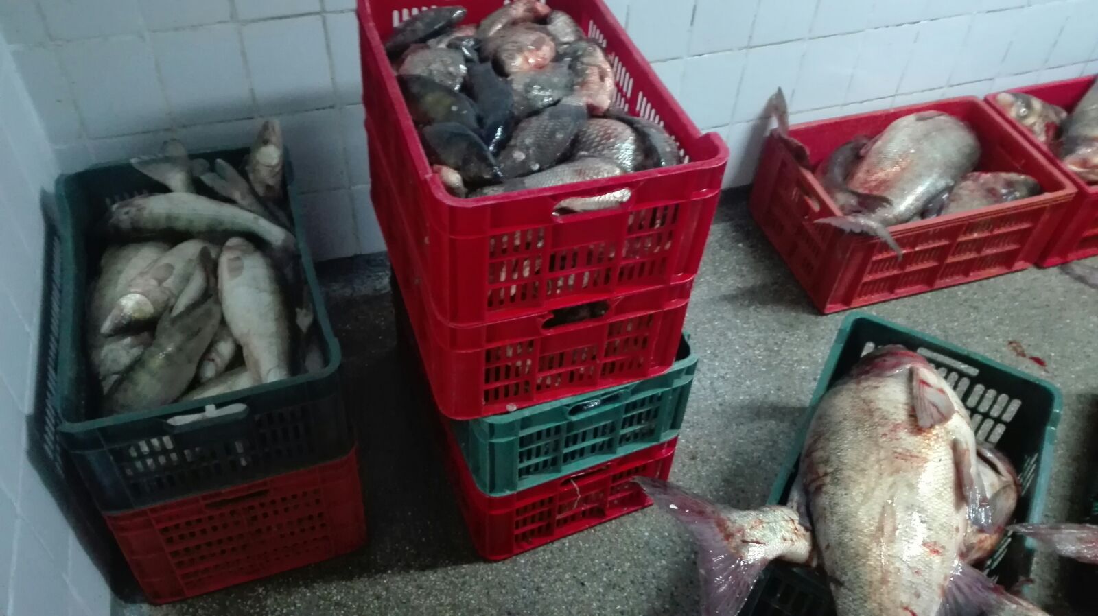 Peste 500 de kilograme de peşte confiscate la Tulcea