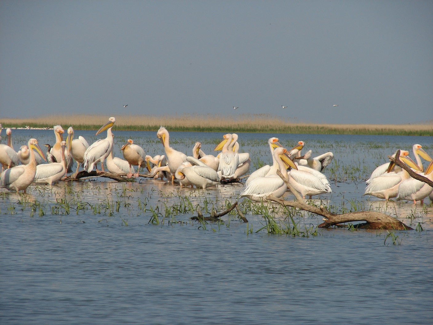 Recensamantul pelicanilor