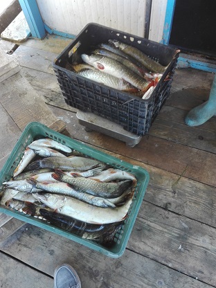 Prelungirea valabilității actelor de reglementare pentru activitatea de pescuit comercial în ARBDD