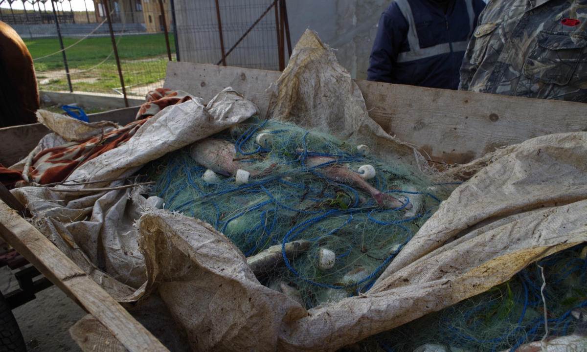 Peste 220 kg peşte fără documente legale şi plase monofilament,  confiscate de poliţiştii de frontieră tulceni
