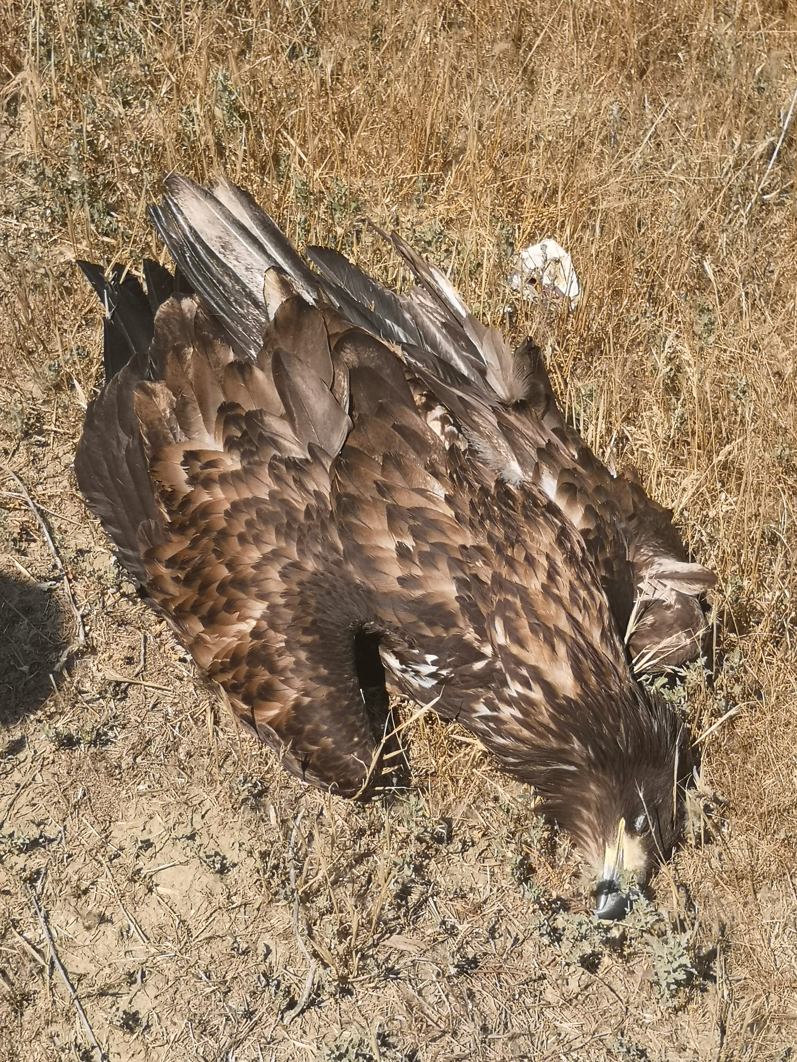 VIDEO: Pasăre rară, strict protejată, găsită moartă în Delta Dunării