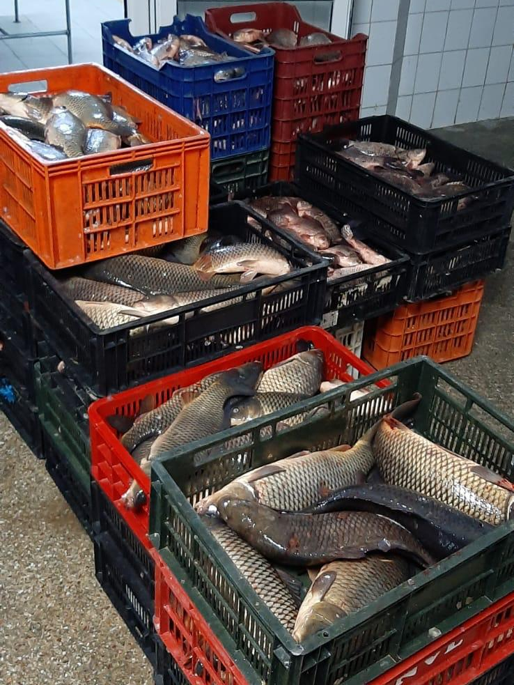 Peste 570 kg peşte, confiscate de poliţiştii de frontieră tulceni