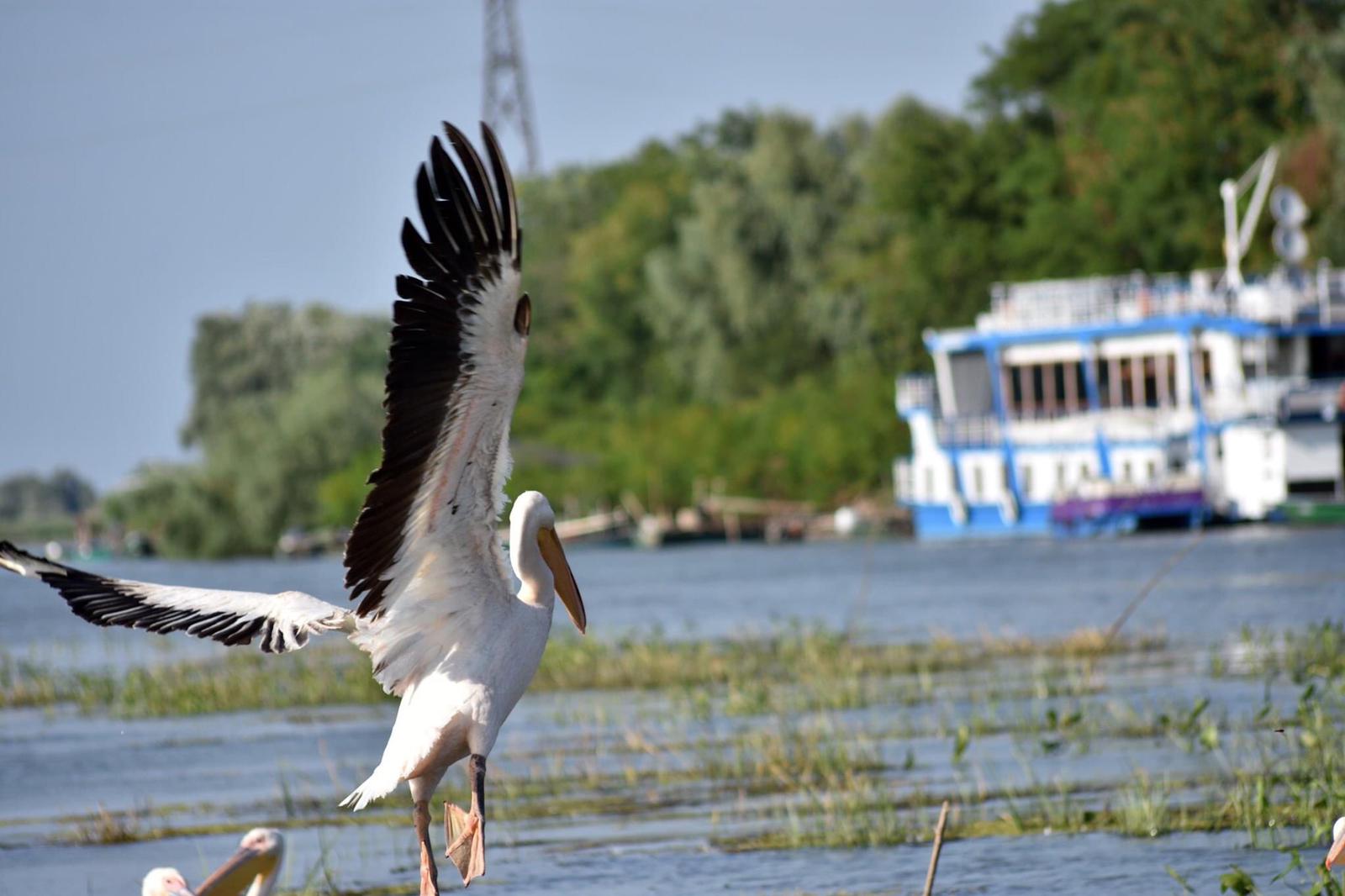 S.O.S. TURISM: „Delta Dunării există și după COVID!“