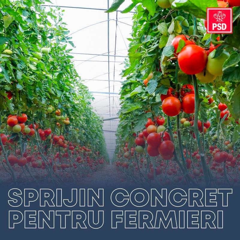 PSD relansează programul tomata, cel de sprijinire a legumelor deficitare si a usturoiului