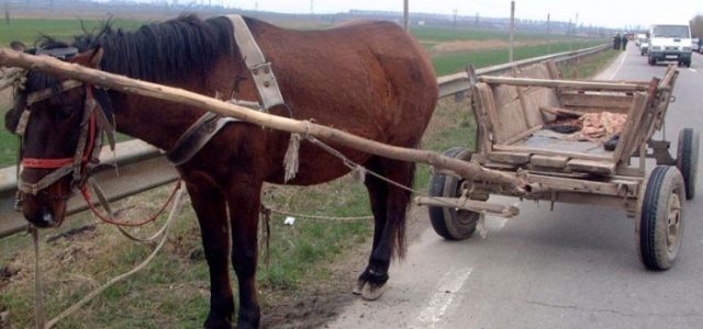 Trei minori au furat un cal și o căruță, însă au fost imediat depistați de jandarmii tulceni