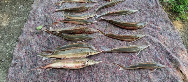 20 de sturioni pescuiţi ilegal din Dunăre au fost redaţi mediului