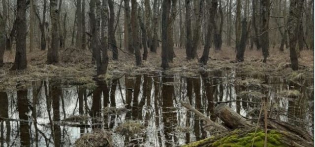 Bărbat împușcat mortal în pădurea Caraorman!