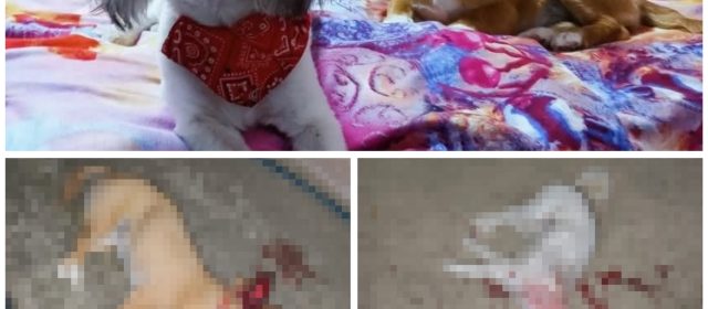 Poliția Măcin intervine în cazul uciderii unor animale de companie și violare de domiciliu.