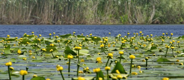 Consiliul Județean Tulcea a aprobat înființarea OMD Eco Delta Tulcea