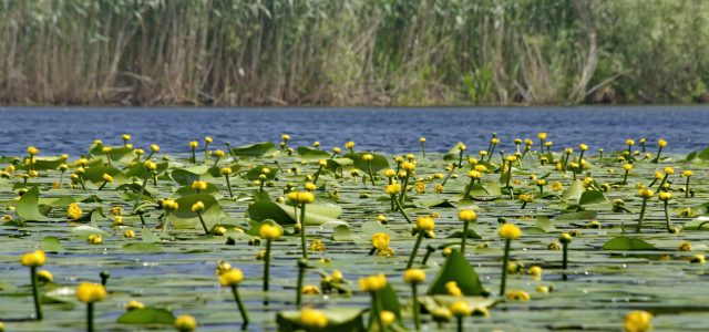 Consiliul Județean Tulcea a aprobat înființarea OMD Eco Delta Tulcea