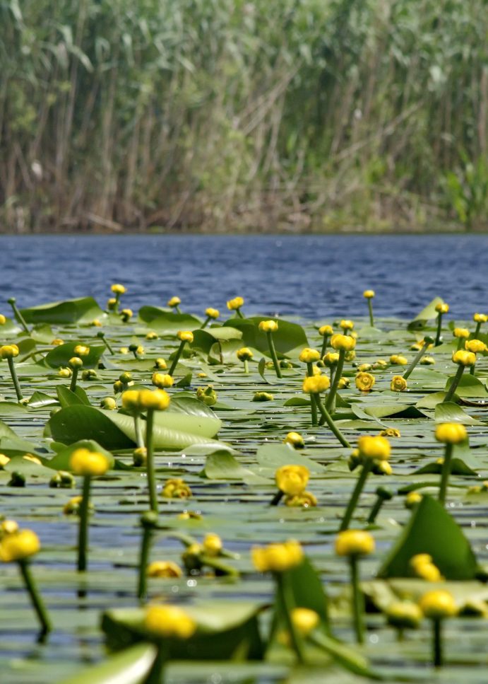 Delta Dunării – natură sălbatică, relaxare și siguranță pentru turiști