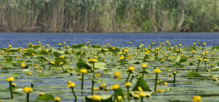 Consiliul Județean Tulcea a aprobat înființarea OMD Eco Delta Tulcea