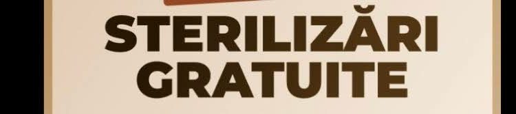 Campanie de sterilizări gratuite pentru câini în comuna Crișan