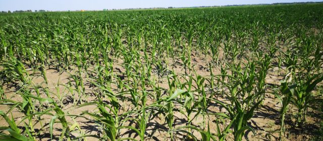 Anchetă în Delta Dunării: 14 instituții controlează mii de hectare de terenuri agricole, la sesizarea Consiliului Județean Tulcea