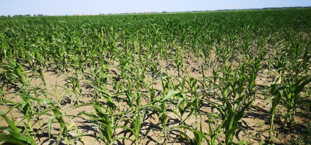 Anchetă în Delta Dunării: 14 instituții controlează mii de hectare de terenuri agricole, la sesizarea Consiliului Județean Tulcea