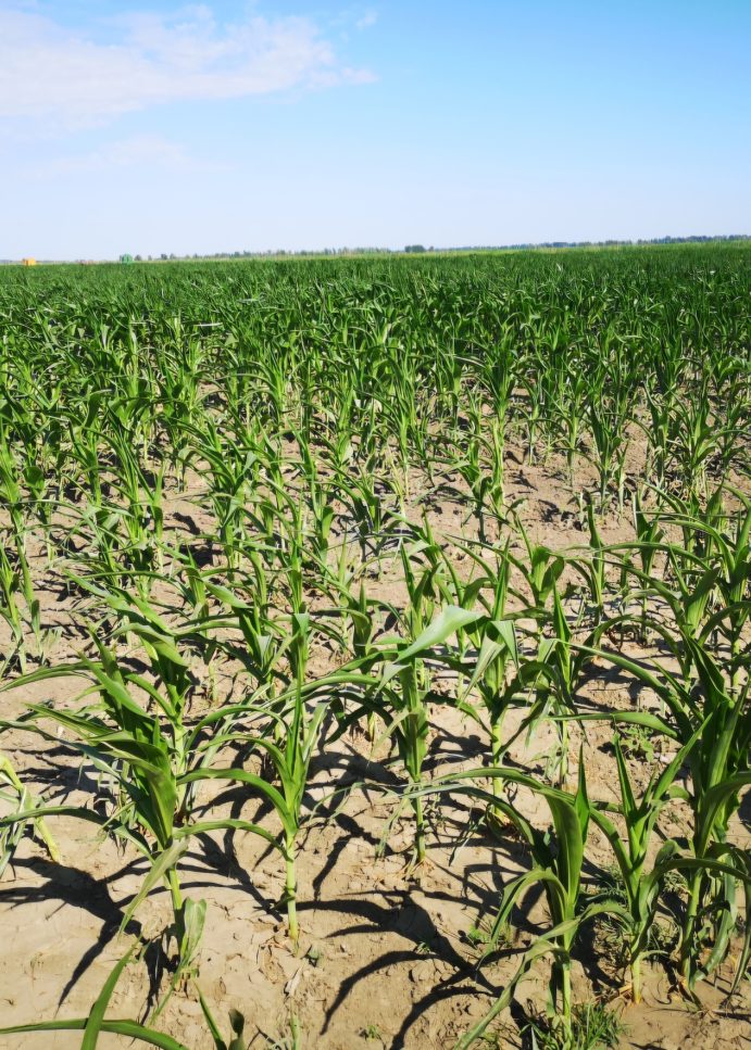 Anchetă în Delta Dunării: 14 instituții controlează mii de hectare de terenuri agricole, la sesizarea Consiliului Județean Tulcea