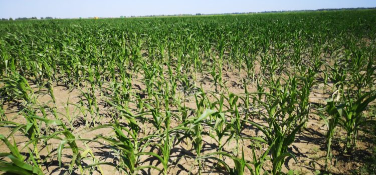 Anchetă în Delta Dunării: 14 instituții controlează mii de hectare de terenuri agricole, la sesizarea Consiliului Județean Tulcea